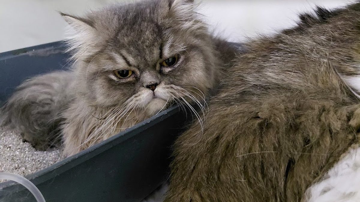 Aydoğan Veteriner Kliniği