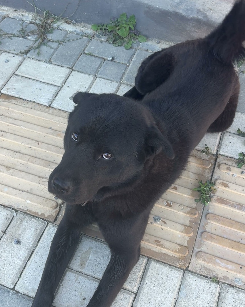 Demirtaş'ta kaybolan siyah köpek
