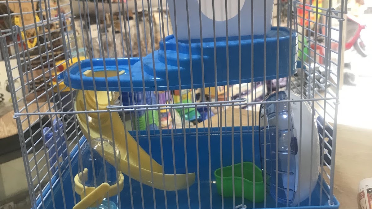 Tweety Petshop