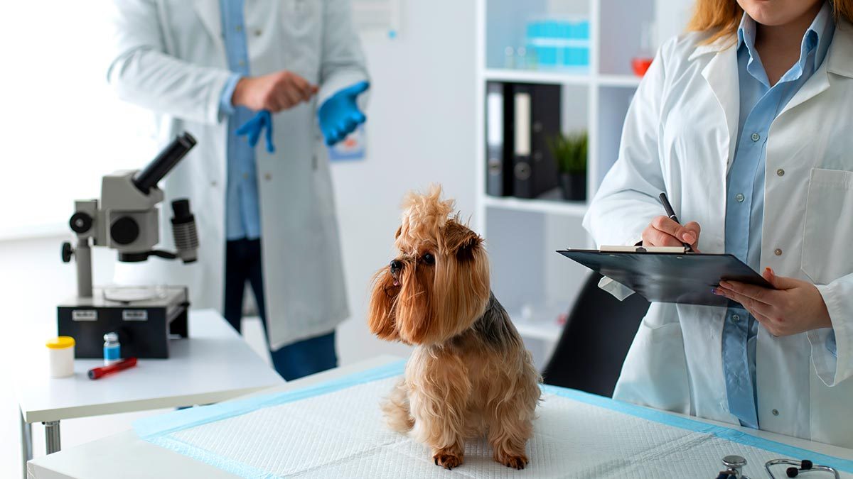 Yoğurtçu Veteriner Kliniği